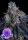Anesia Seeds Giga Brain Auto - 3er Autoflower Cannabis Samen