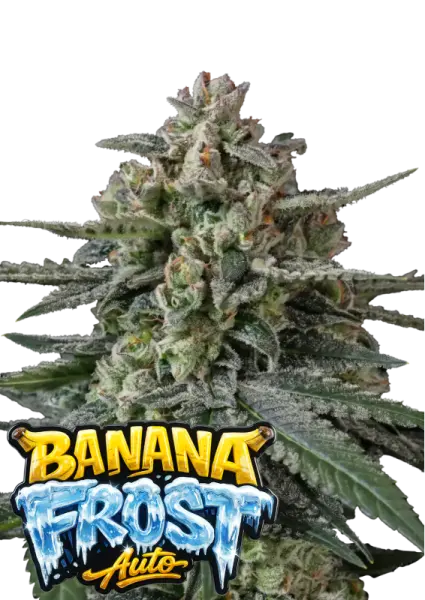 420 Fast Buds - Banana Frost Auto™ - 3er Autoflower Cannabis Samen