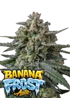 420 Fast Buds - Banana Frost Auto™ - 3er Autoflower...