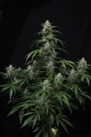 420 Fast Buds - Banana Frost Auto™ - 3er Autoflower Cannabis Samen