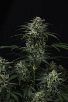 420 Fast Buds - Banana Frost Auto™ - 3er Autoflower Cannabis Samen