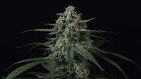 420 Fast Buds - Banana Frost Auto™ - 3er Autoflower Cannabis Samen