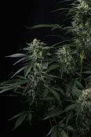 420 Fast Buds - Banana Frost Auto™ - 3er Autoflower Cannabis Samen