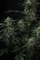 420 Fast Buds - Banana Frost Auto™ - 3er Autoflower Cannabis Samen