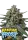 420 Fast Buds - Banana Frost Auto™ - 3er Autoflower Cannabis Samen