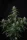 420 Fast Buds - Banana Frost Auto™ - 3er Autoflower Cannabis Samen