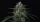 420 Fast Buds - Banana Frost Auto™ - 3er Autoflower Cannabis Samen