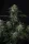 420 Fast Buds - Banana Frost Auto™ - 3er Autoflower Cannabis Samen