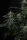 420 Fast Buds - Banana Frost Auto™ - 3er Autoflower Cannabis Samen