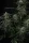 420 Fast Buds - Banana Frost Auto™ - 3er Autoflower Cannabis Samen