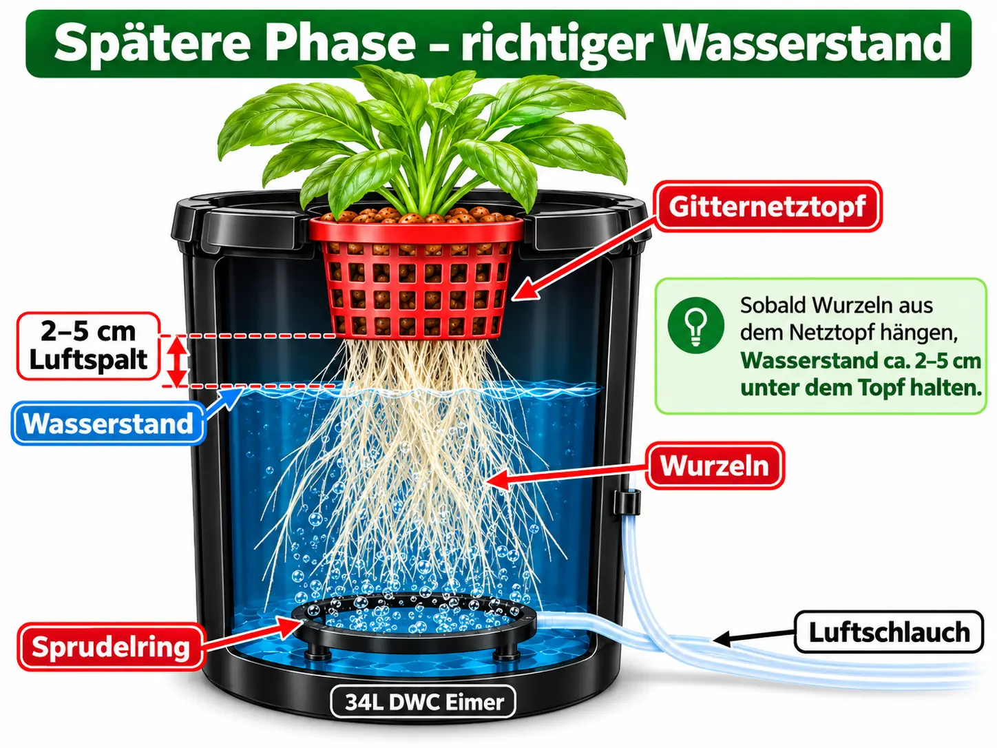 DWC spätere Phase richtiger Wasserstand – 2 bis 5 cm Luftspalt unter dem Gitternetztopf