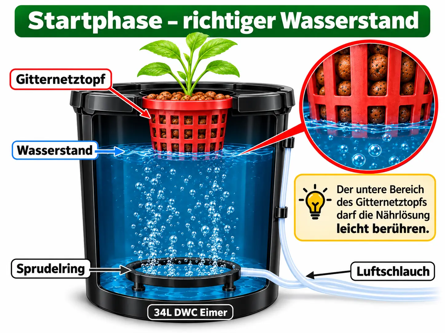 DWC Startphase richtiger Wasserstand – Gitternetztopf berührt leicht die Nährlösung