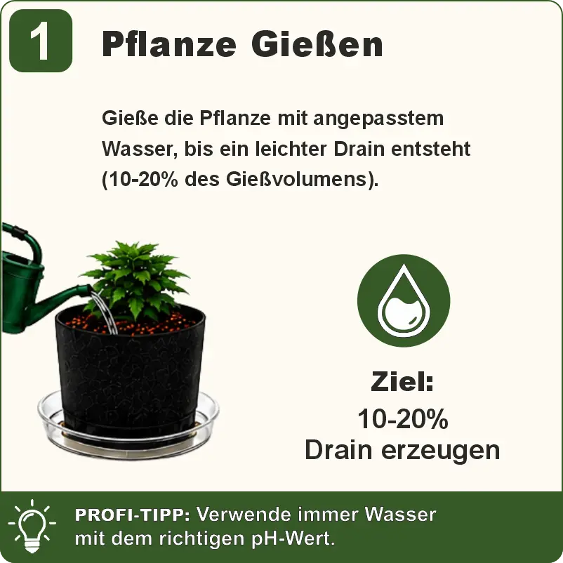 Schritt 1 Pflanze richtig gießen für die Drain-pH-Messung