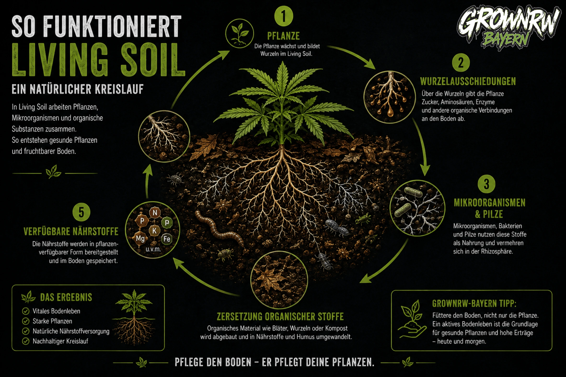 So funktioniert Living Soil – natürlicher Kreislauf aus Pflanze, Wurzeln, Mikroorganismen und Nährstoffen