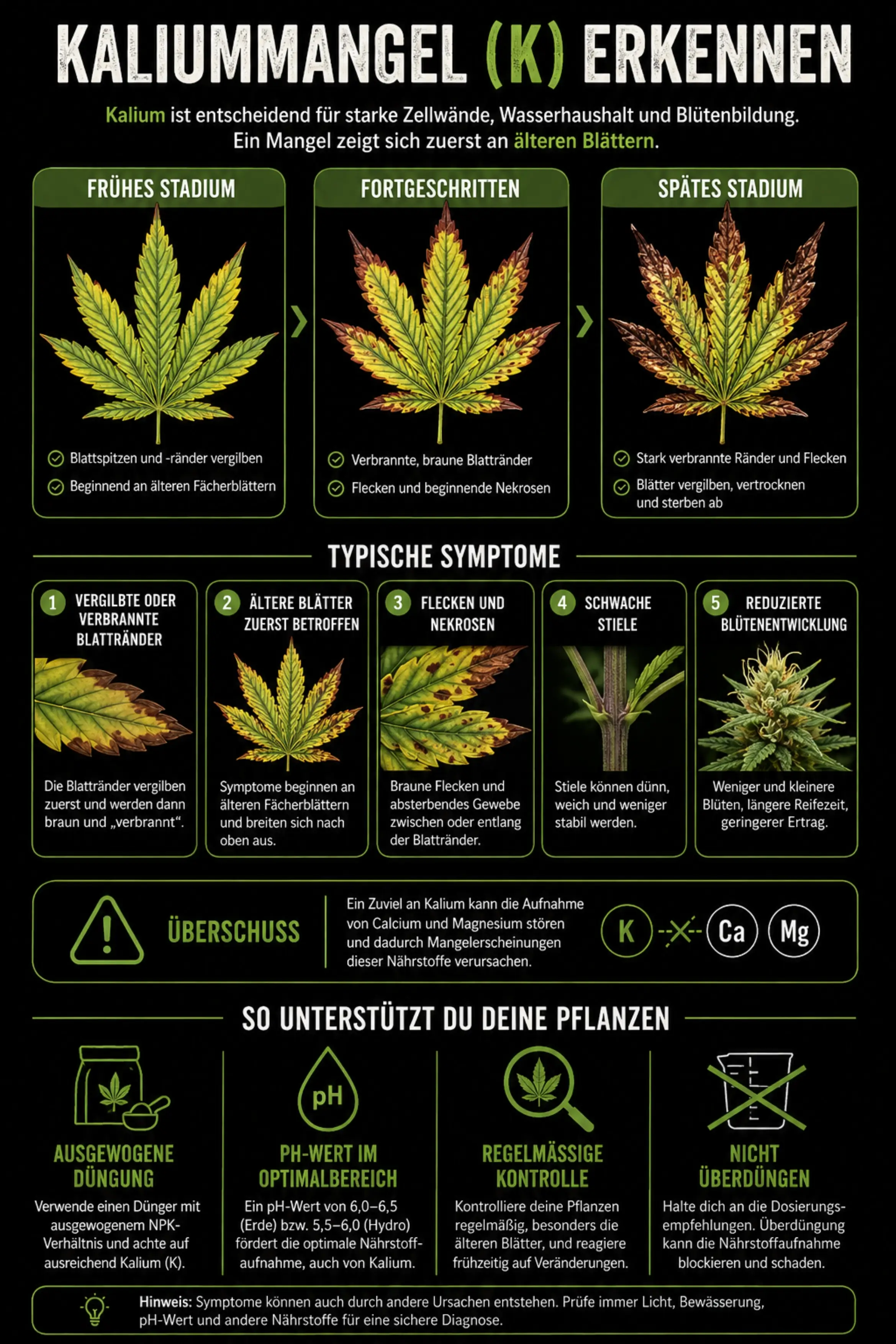 Kaliummangel bei Cannabis erkennen und beheben