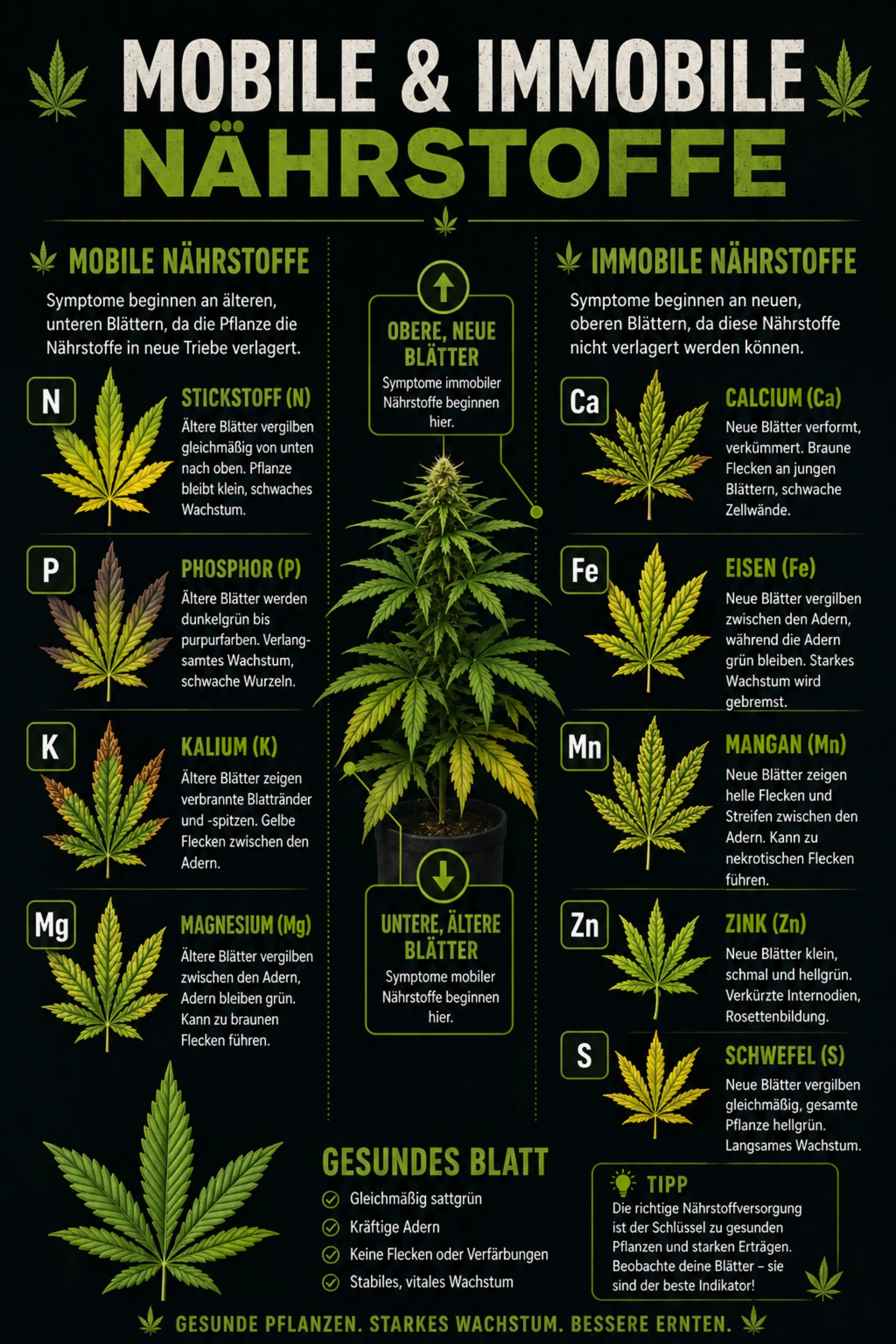 Mobile und immobile Nährstoffe bei Cannabis einfach erklärt