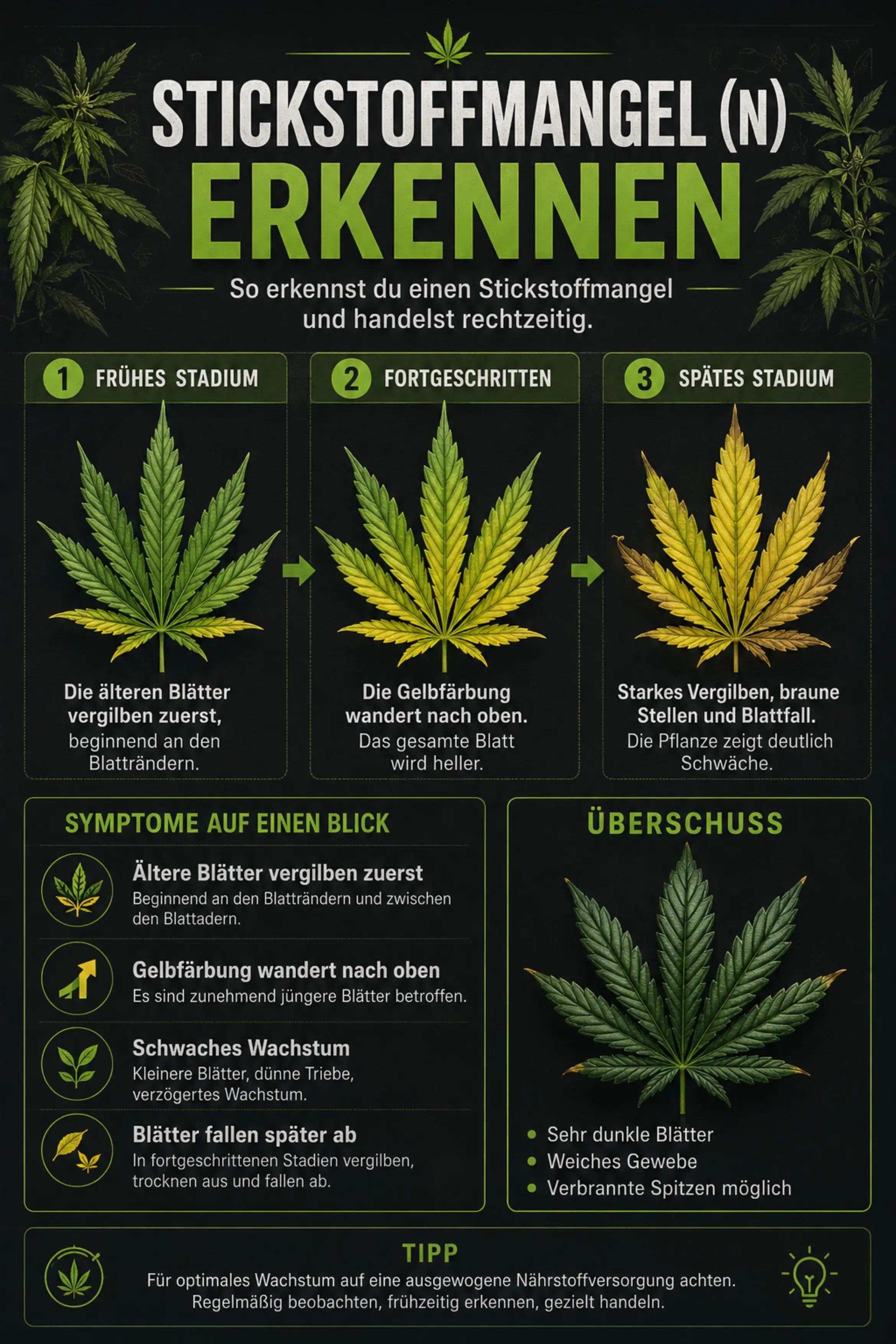 Stickstoffmangel bei Cannabis erkennen und beheben